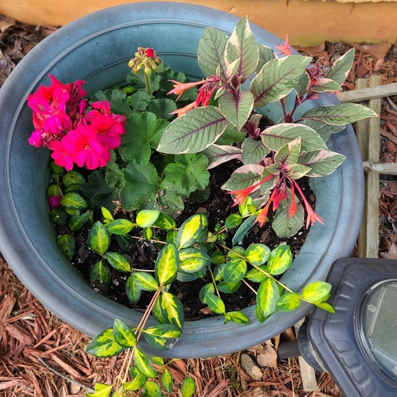 Meet your Posher, Quinn - Picture 1 of 1